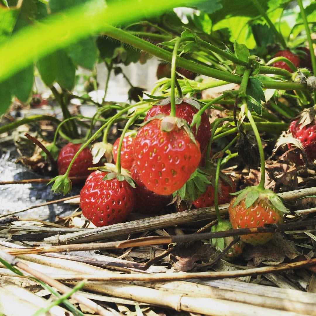 De Makkelijke Moestuin